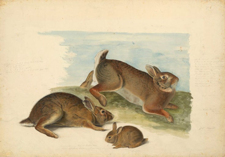 Audubon_Gray-Rabbit