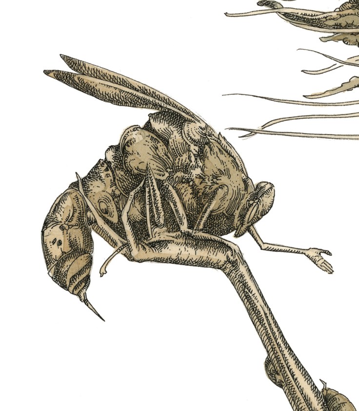 Firebug_final_web_detail_1