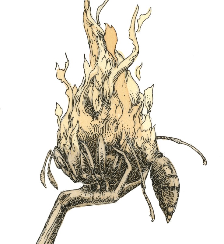 Firebug_final_web_detail_3